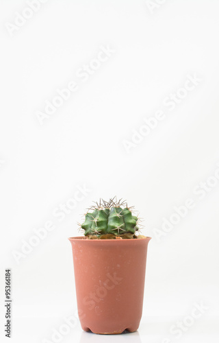 The Cactus on white background
