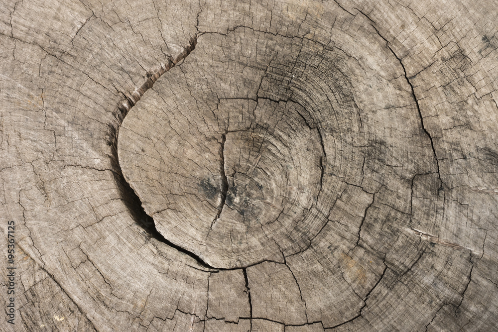 Fototapeta premium texture of bark wood use as background