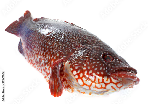 red Ballan wrasse photo