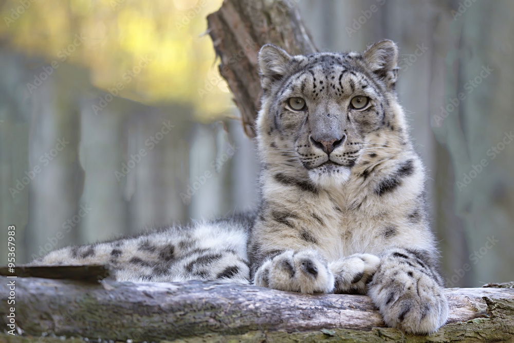 resting snow leopard, Uncia uncia, portrait.