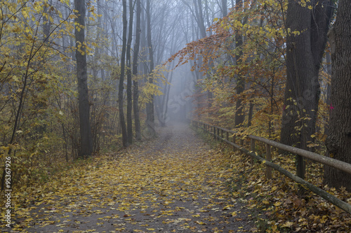 A walkway with a fence in foggy conditions full of colorful leafs all over