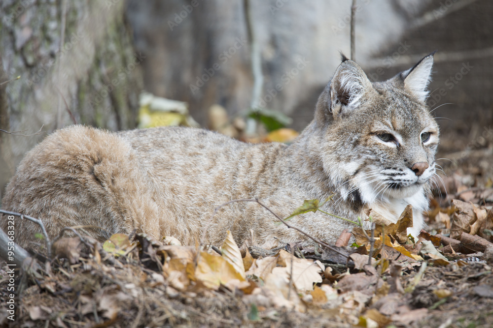 Fototapeta premium female North American Lynx which is also known as a bobcat.