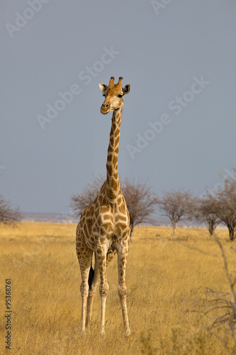 Giraffe  Giraffa camelopardalis  in Etosha National Park  Namibi