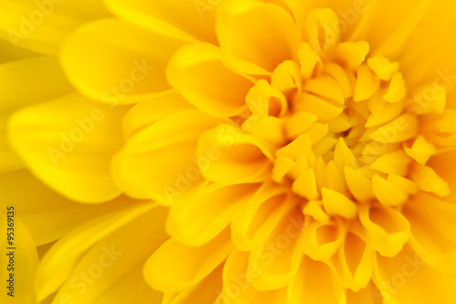chrysanthemum background © Sergii Mostovyi