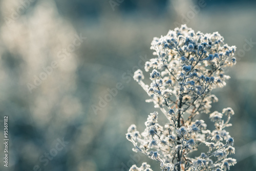 frosted grass © Sergii Mostovyi