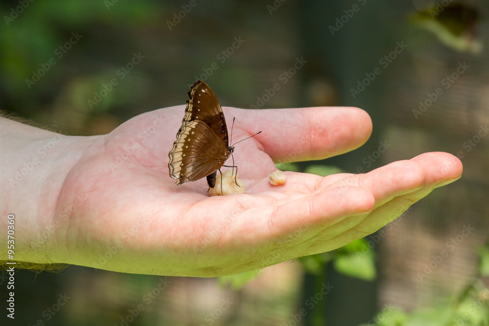 Handzahmer Schmetterling