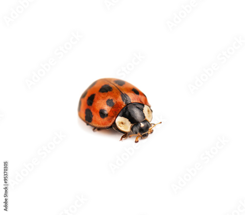 isolated live ladybug © Volodymyr Shevchuk