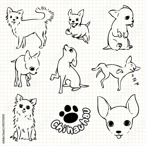chihuahua dog