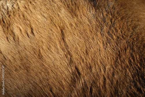 Horse Hair Background