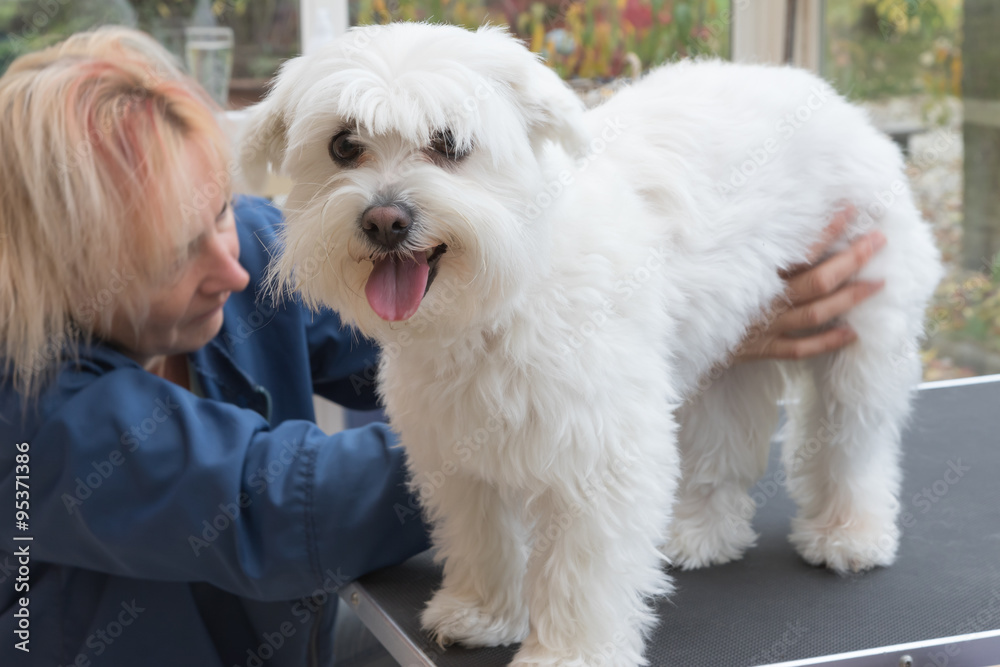 Grooming a white Maltese dog standing on the table Grooming a white Maltese dog standing on the table