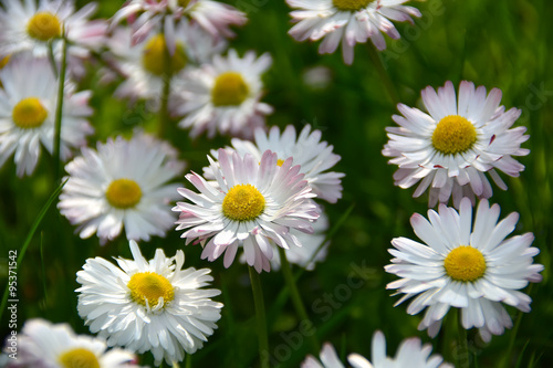 white daisy flowers in a grass