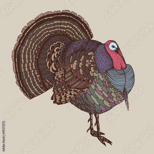 hand drawn vector illustration with a turkey