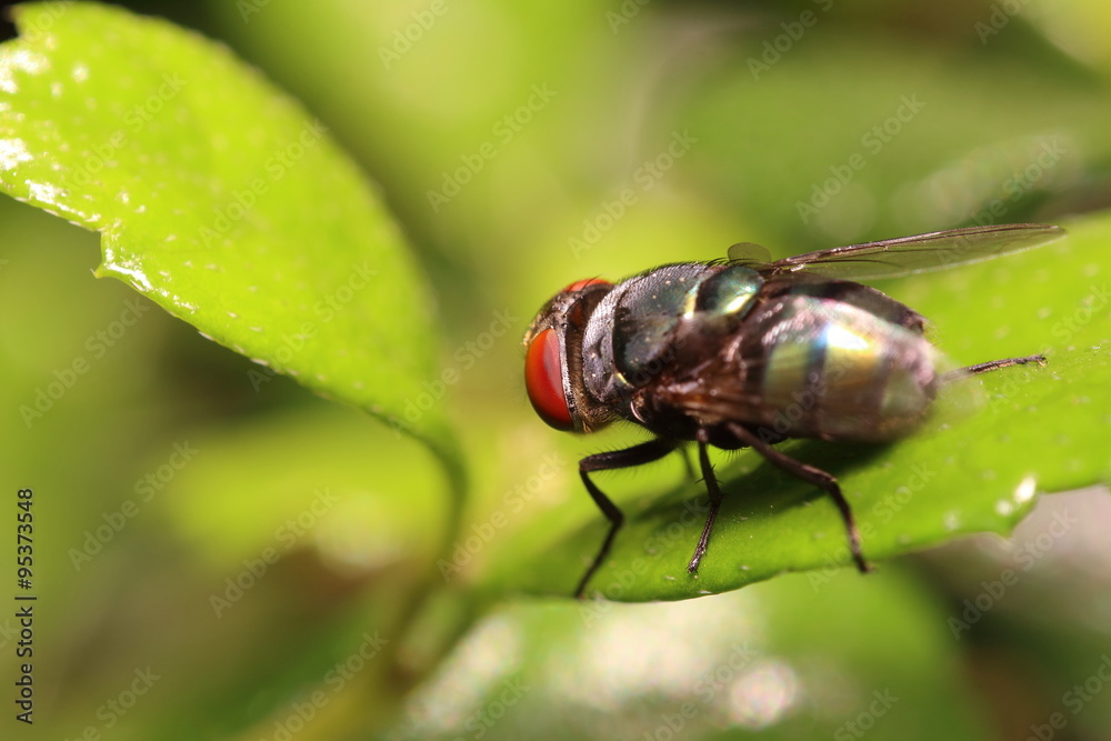 Small insect and bug Small insect and bug