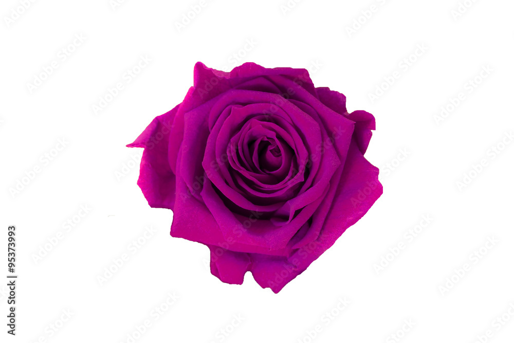 purple rose isolated on white background. Dark pink rose purple rose isolated on white background. Dark pink rose