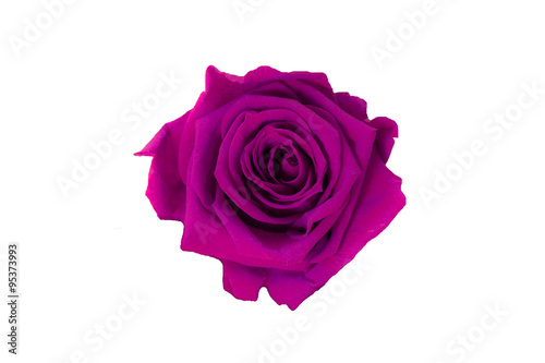purple rose isolated on white background. Dark pink rose
