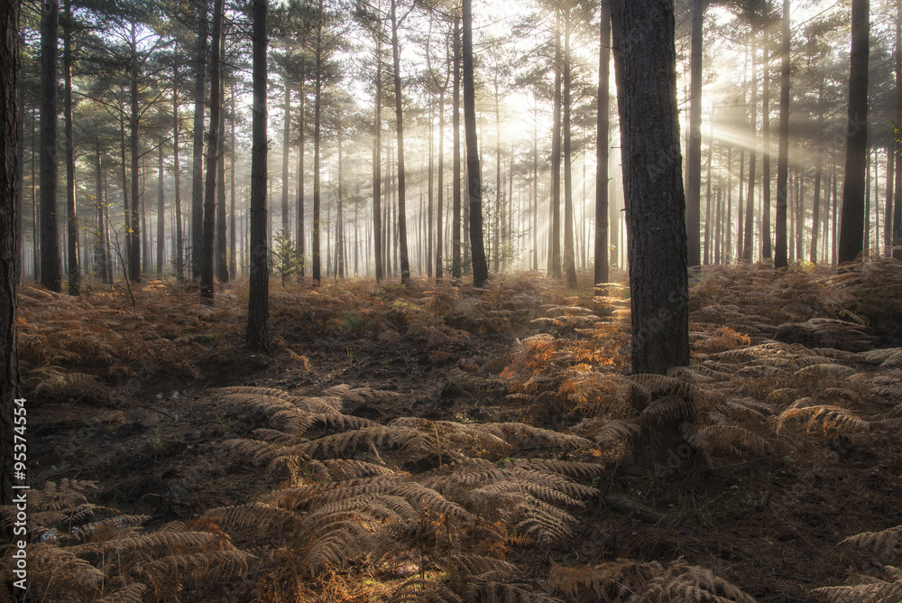 Fototapeta premium Pine forest Autumn Fall landscape foggy morning
