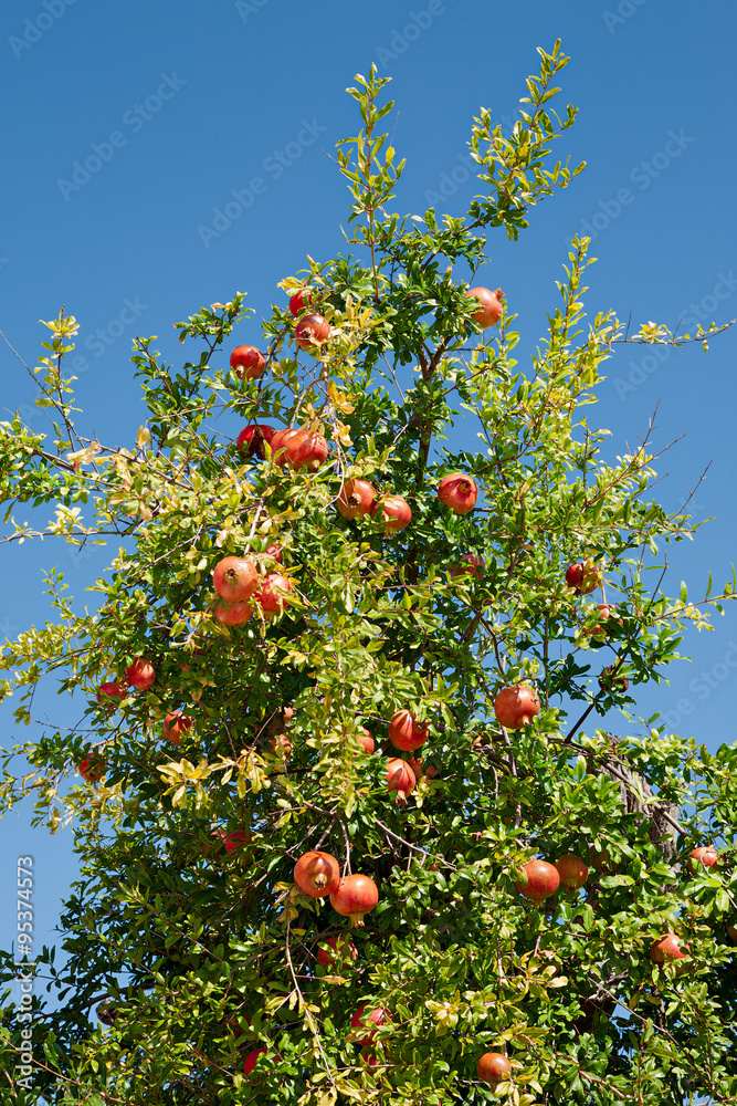 Pomegranate tree