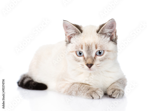 Fototapeta Naklejka Na Ścianę i Meble -  gray kitten looking at camera. isolated on white background