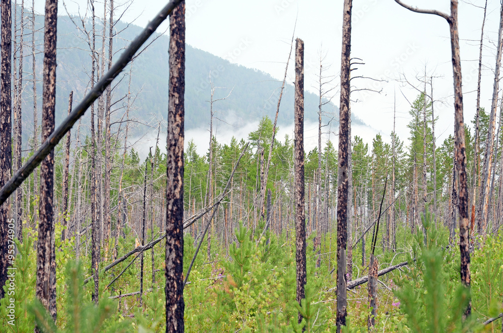Aspen forest in a few years after the fire