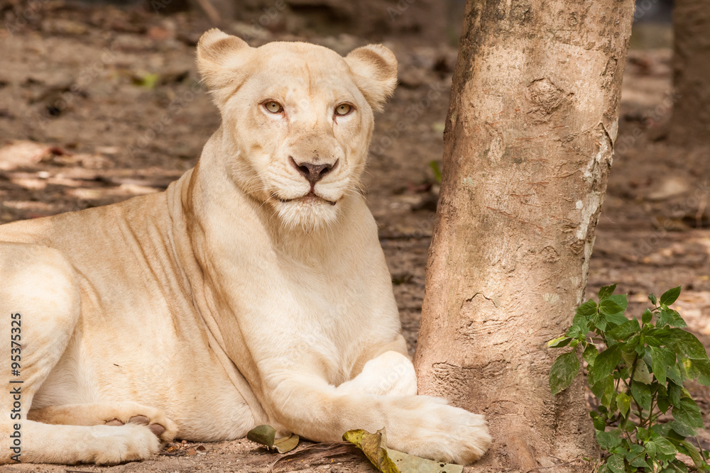 lion lies down