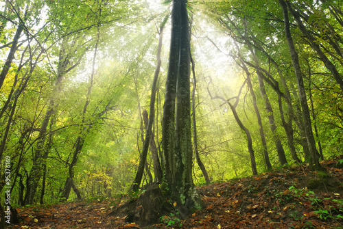 forest sunlight