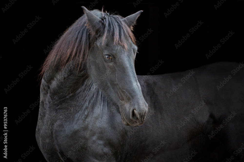 portrait of the black horse on the black background - obrazy, fototapety, plakaty 