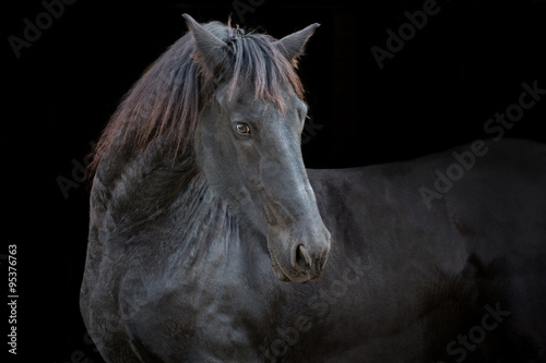 portrait of the black horse on the black background