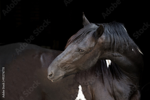 Fototapeta Naklejka Na Ścianę i Meble -  portrait of the black horse on the black background