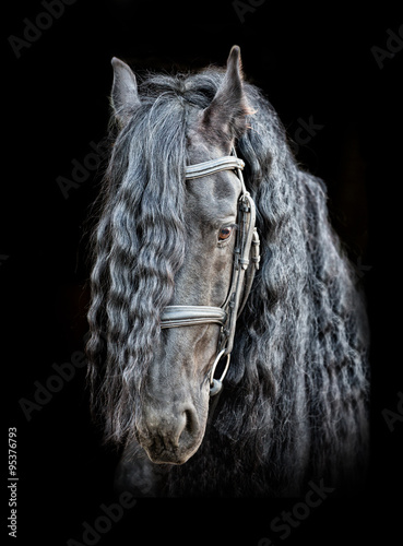 Fototapeta Naklejka Na Ścianę i Meble -  portrait of the black horse on the black background