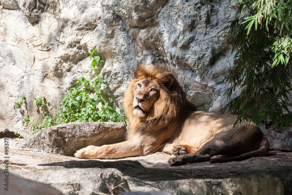 Naklejka premium lion lies down