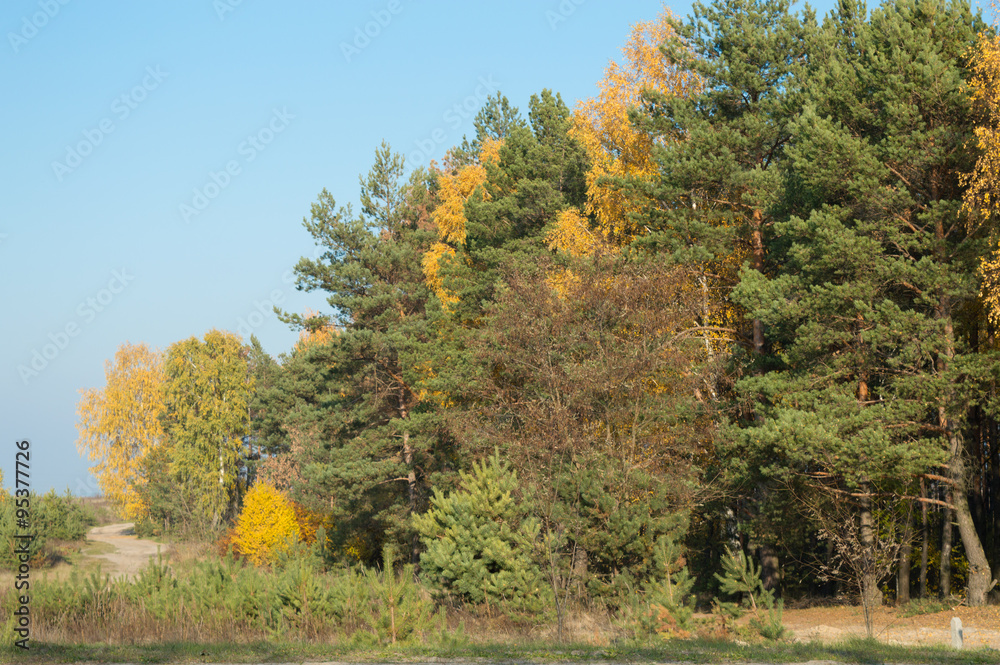 Fototapeta premium birch tree with green yellow leaves fall