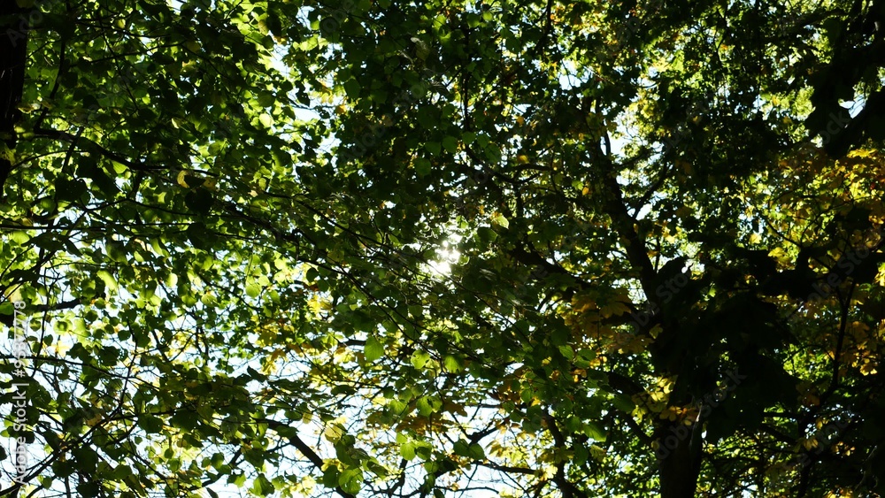 Green Autumn Forest in Aberdeen, Scotland UK
Green Autumn Forest in Aberdeen, Scotland UK
