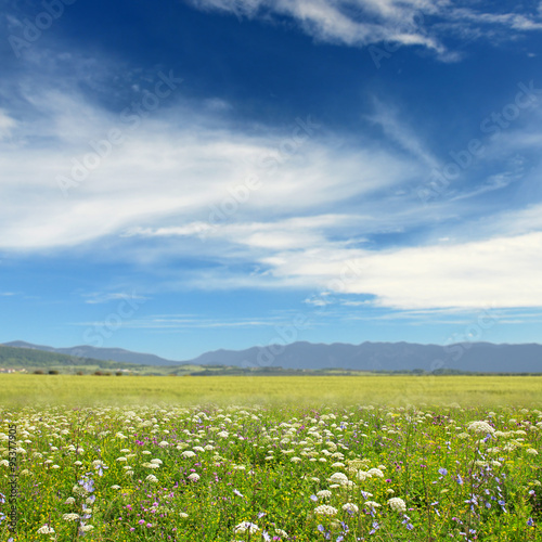 Wildflowers on the background of mountains and blue sky