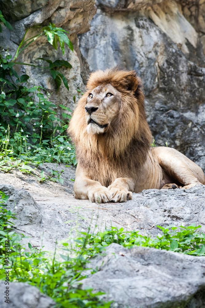 Naklejka premium lion lies down