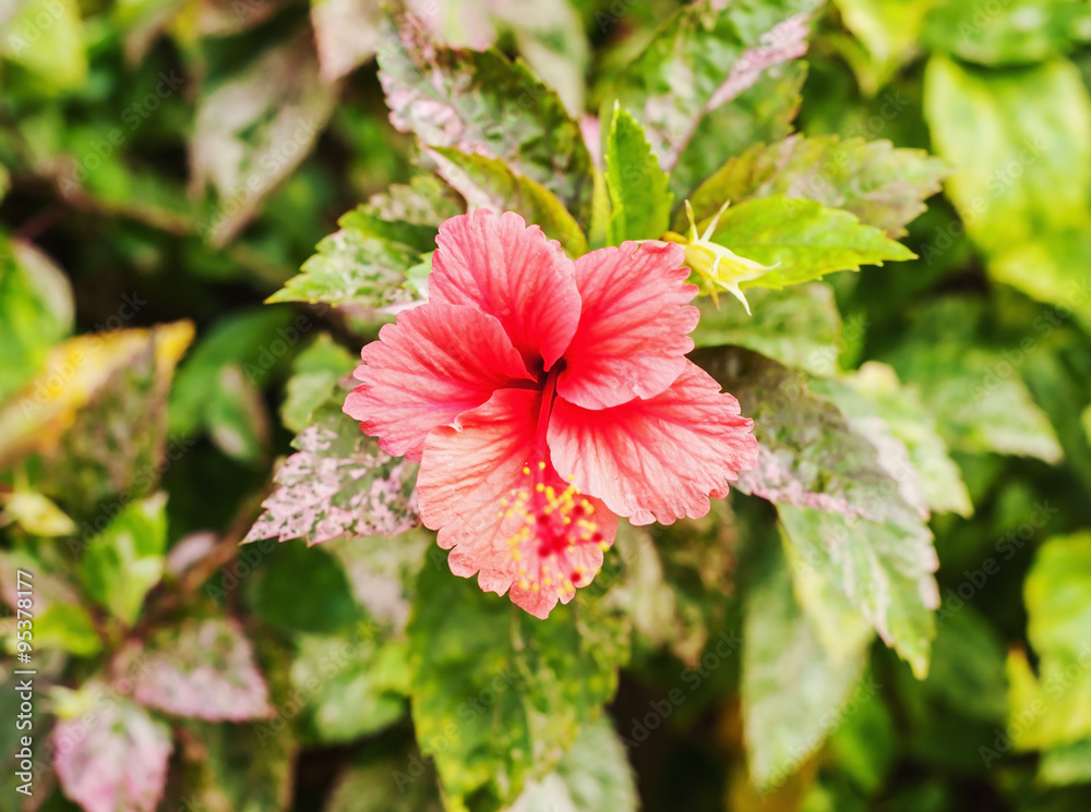 Fototapeta premium Hibiscus pink flower on blur background
