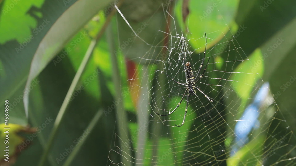 The Northern Golden Orb Weaver or Giant Golden Orb Weaver (Nephila pilipes) creating it's web, ventral side. Bali, Indonesia. The Northern Golden Orb Weaver or Giant Golden Orb Weaver (Nephila pilipes) creating it's web, ventral side. Bali, Indonesia.