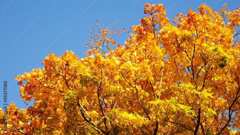 Yellow Maple Autumn Leaves in Aberdeen, Scotland UK
Yellow Maple Autumn Leaves in Aberdeen, Scotland UK