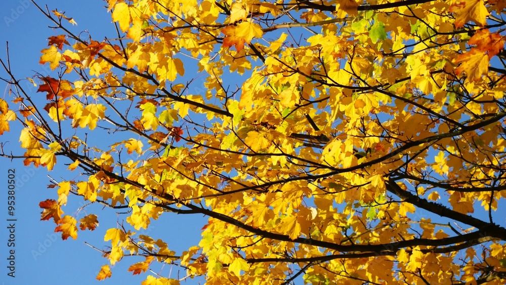 Yellow Maple Autumn Leaves in Aberdeen, Scotland UK
Yellow Maple Autumn Leaves in Aberdeen, Scotland UK