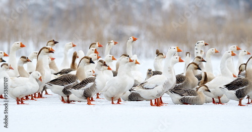 domestic geese outdoor in winter photo