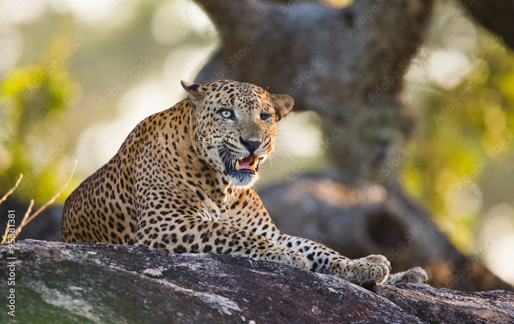 Naklejka premium The leopard lies on a large stone under a tree and yawns. Sri Lanka. An excellent illustration.