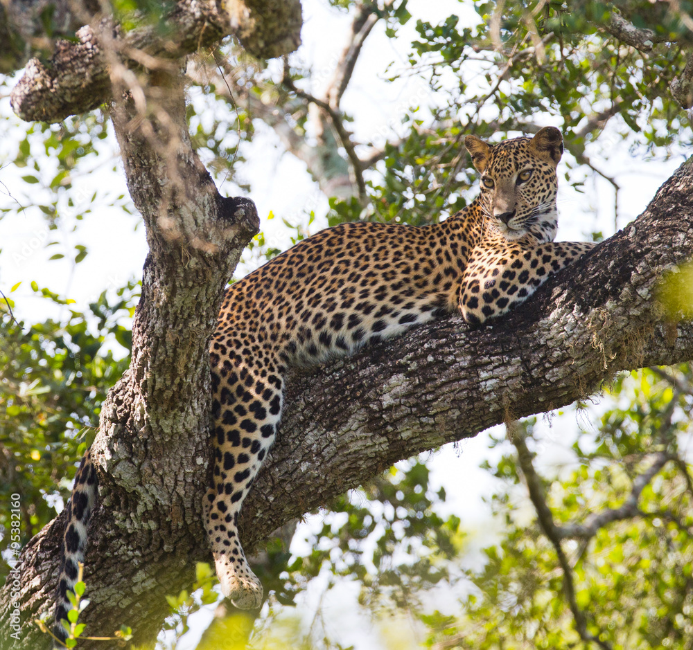 Obraz premium The leopard lies on a large tree branch. Sri Lanka. An excellent illustration.