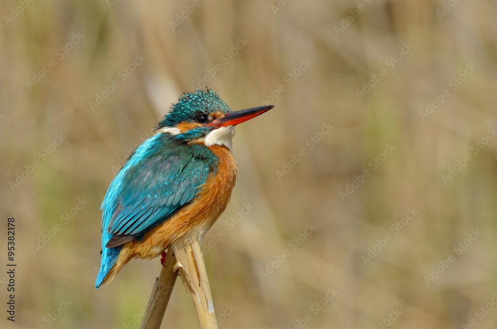 kingfisher (alcedo atthis) kingfisher (alcedo atthis)