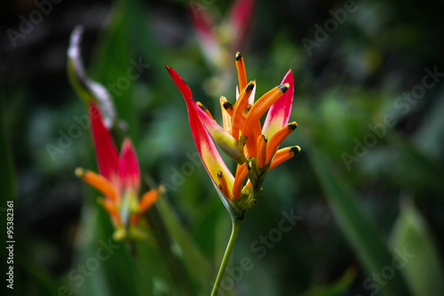 fleur exotique Sri Lanka