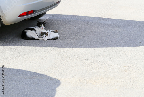 Cats in the Shadow