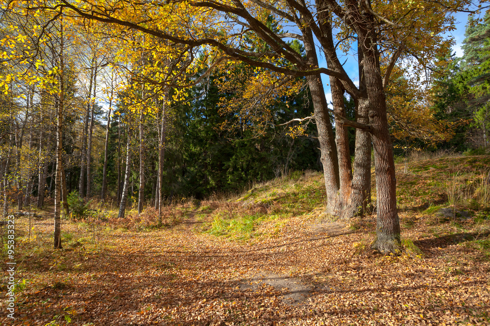 Fototapeta premium Fragment of autumn forest