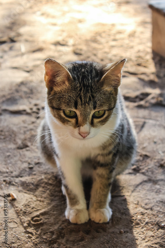 Thai Cat Cute