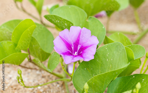 Goat's Foot Creeper or Beach Morning Glory (Scientific Name : Ipomoea Pes-caprae)