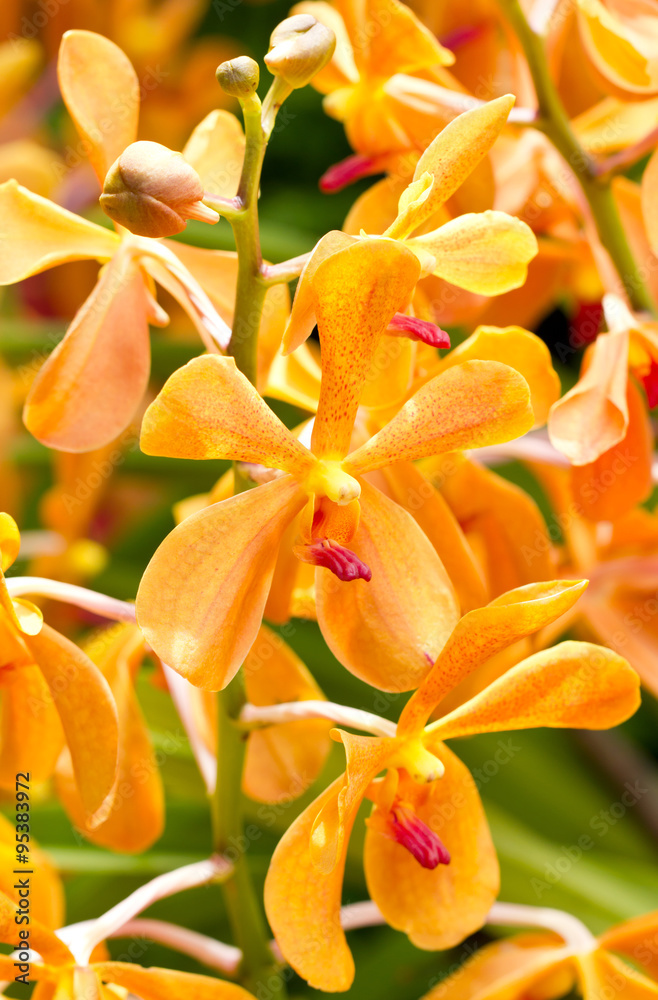 Blossom Orange Orchid. Blossom Orange Orchid.
