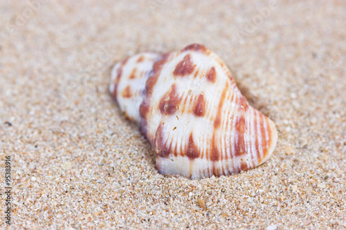 Sea shell on sand.
