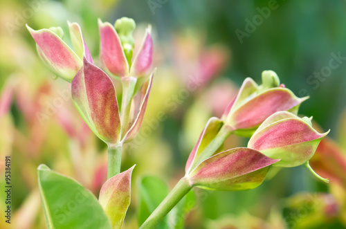 Tall Slipper Plant (Scientific Name : Pedilanthus bracteatus) the lucky plant found in Mexico. photo